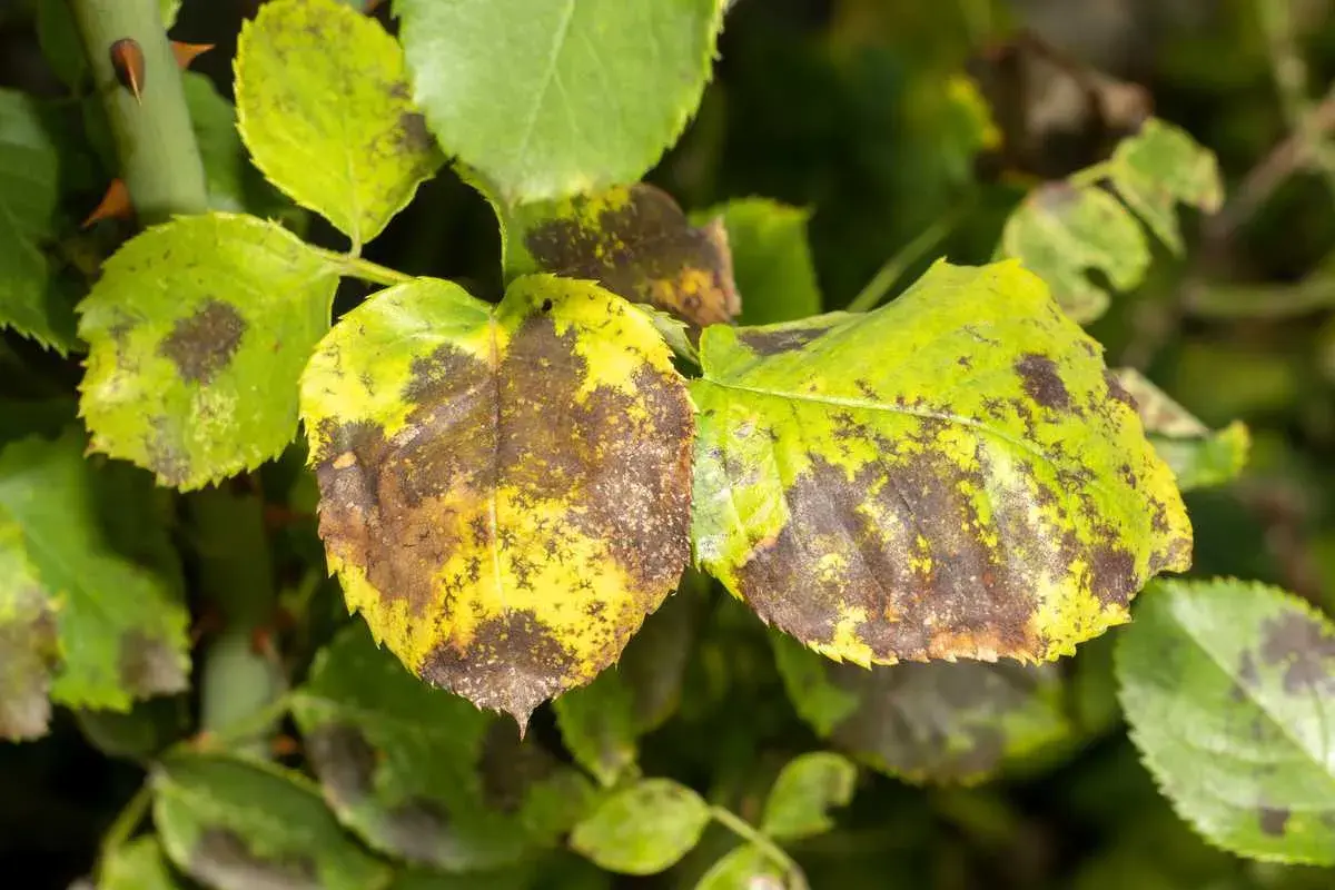 Feuilles de rosier atteintes de la maladie des taches noires, jaunissant et se couvrant de taches brunes.