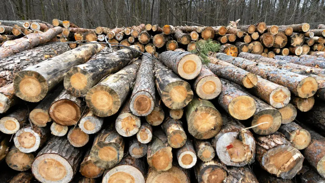 Stos ściętych pni drzew, gotowych do sprzedaży. Widać przekroje, ukazujące słoje drewna, co wpływa na jego cenę.