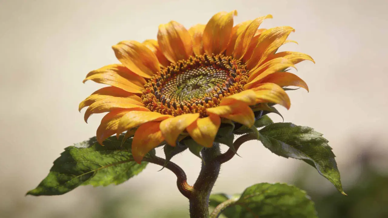 Un magnifique plant de tournesol aux pétales orange vif et au cœur détaillé. Ses feuilles vertes et sa tige courbée ajoutent à sa beauté naturelle.