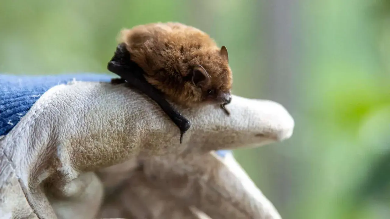 Ein kleines braunes Fledermäuse ruht auf einer behandschuhten Hand. Wie lange dauert der Fledermaus Winterschlaf?