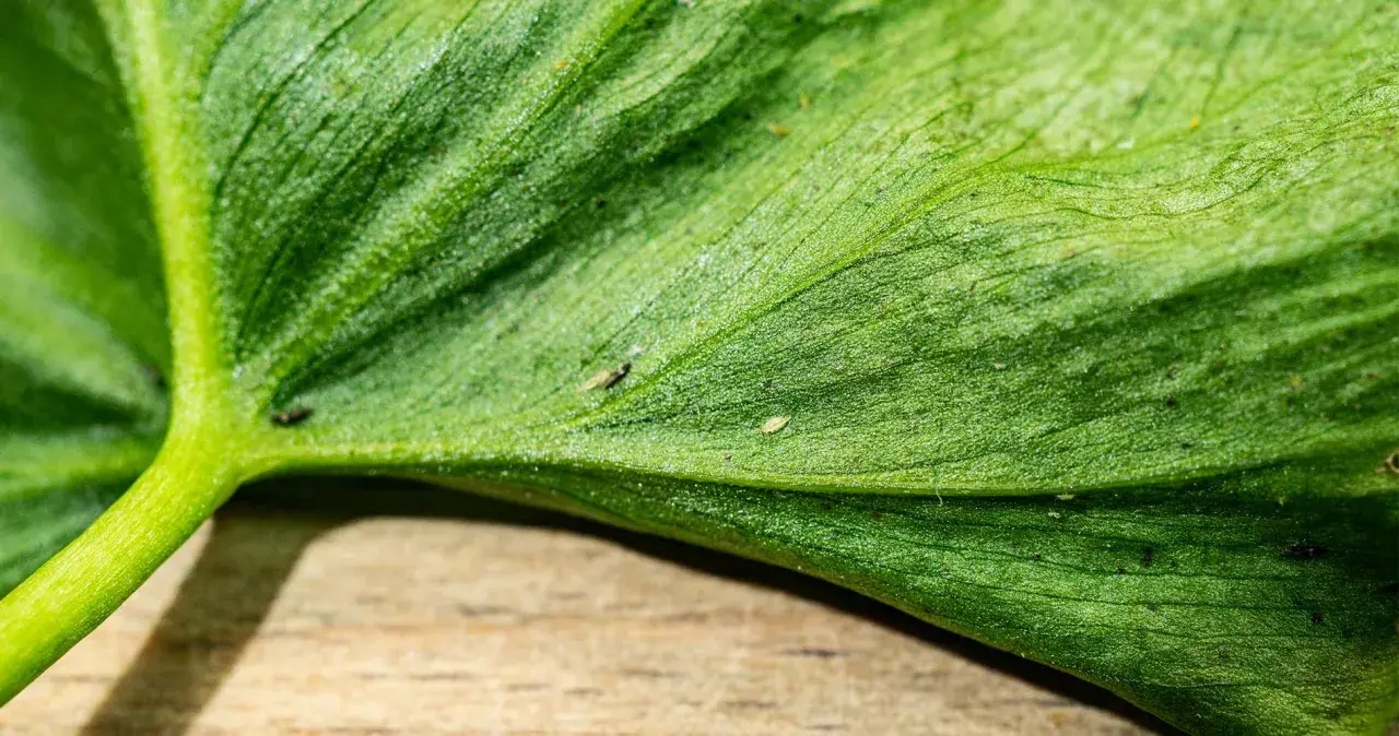 Nahaufnahme eines grünen Blattes mit sichtbaren winzigen Insekten, die ein typisches Thripse-Schadbild verursachen.