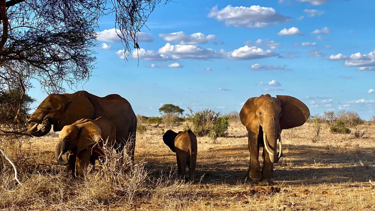Kenia safari: Które rezerwaty wybrać? Przewodnik po dzikiej Afryce