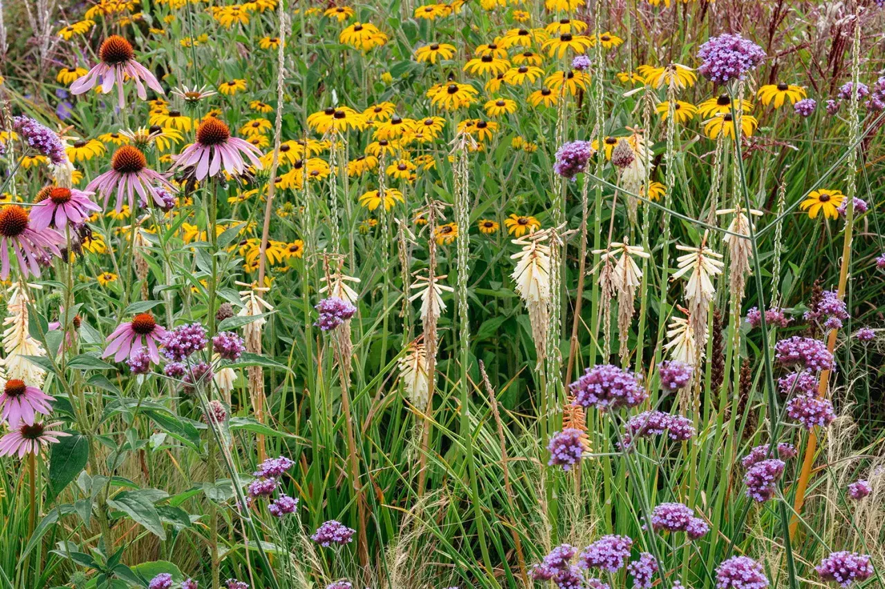 Ein Blütenmeer aus lila Sonnenhut, gelben Rudbeckien und violetten Eisenkraut – perfekt, um zu sehen, was man im Juli pflanzen kann.