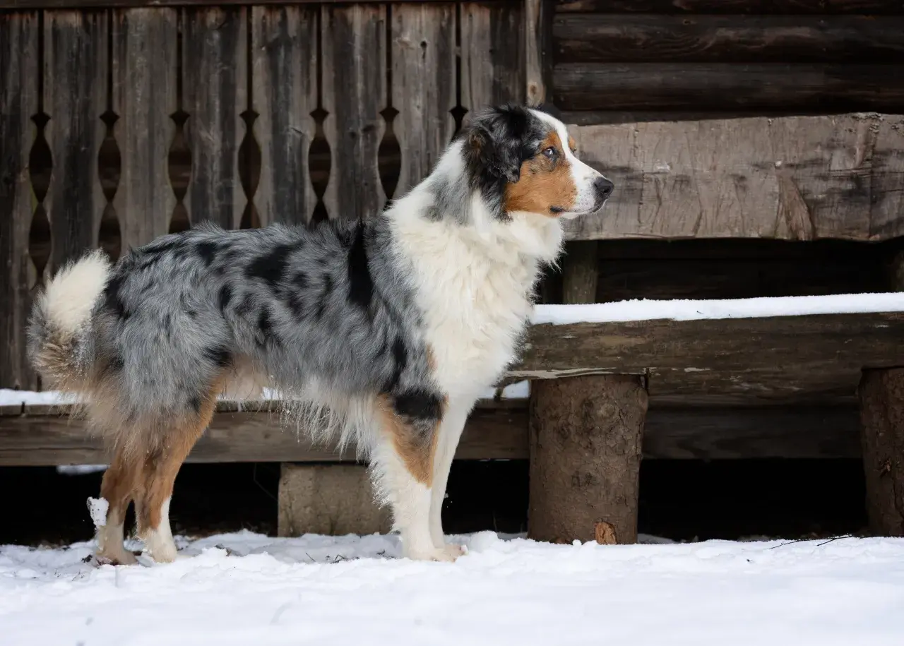 Ein wunderschöner Australian Shepherd Retriever Mix steht im Schnee vor einer Holzhütte.