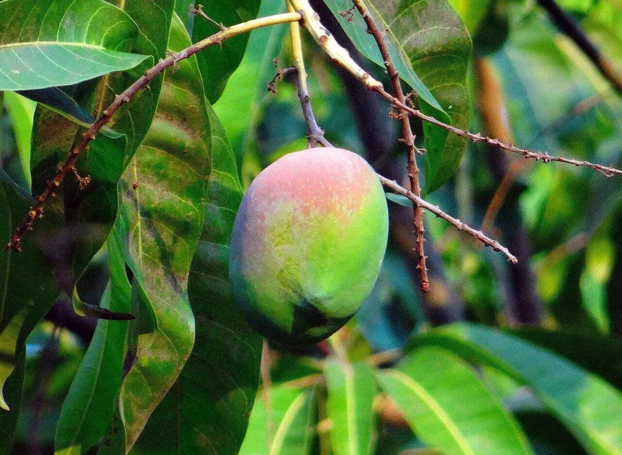 Dojrzałe mango, częściowo zielone, częściowo różowe, wisi na gałęzi. Tak właśnie gdzie rośnie mango, w tropikalnym słońcu.