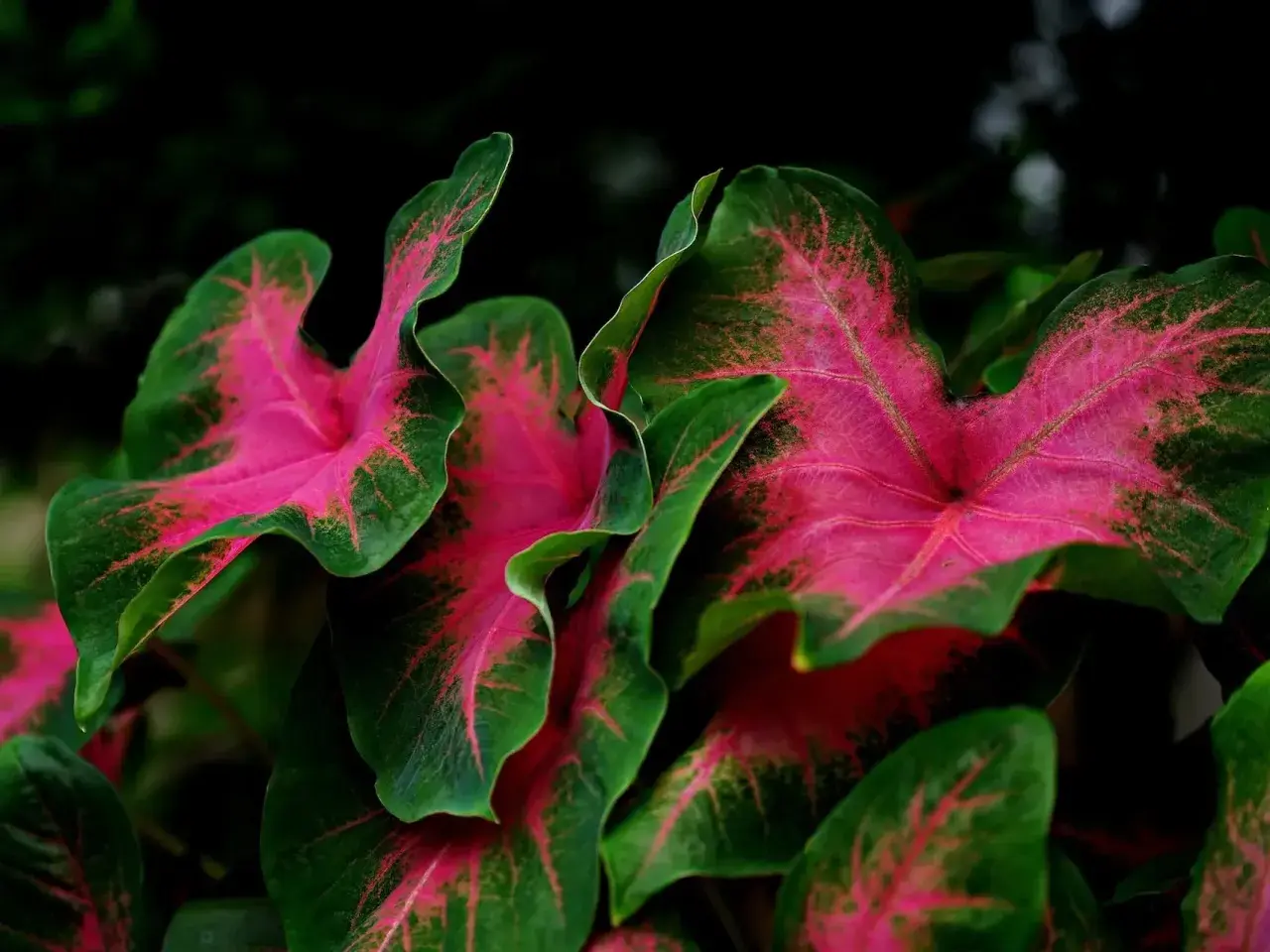 Vibrant pink and green caladium leaves. While beautiful, is caladium toxic to cats? Keep this plant away from curious felines.