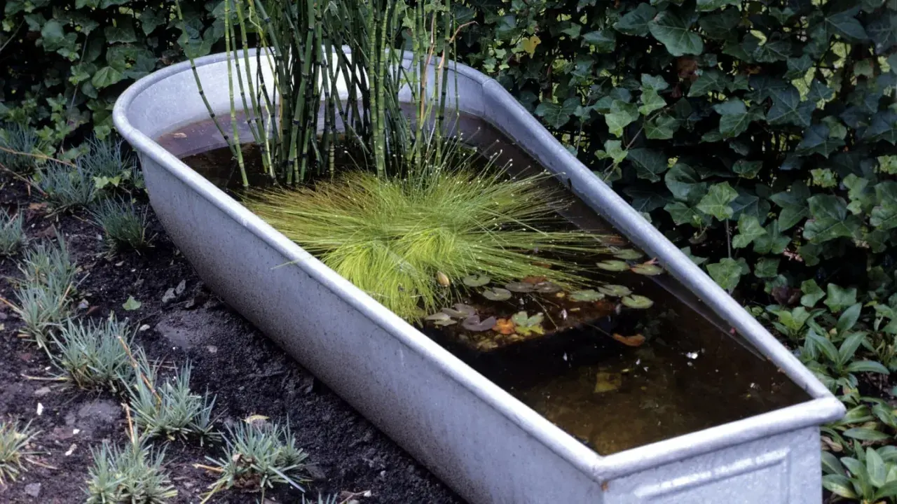 Ein kleiner Teich in einer Metallwanne, bepflanzt mit Schilf und Gräsern, umgeben von Grün.