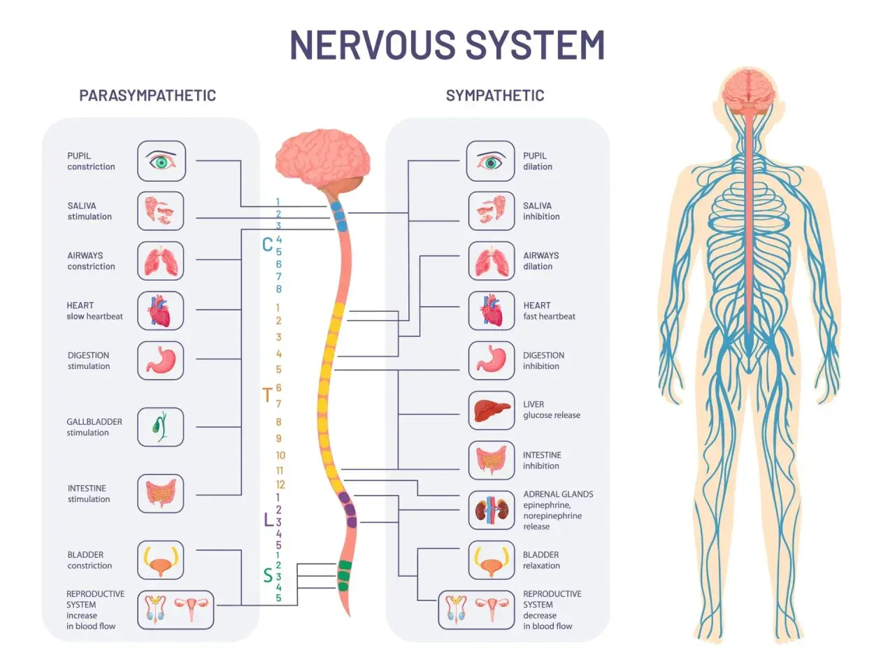 Schéma du système nerveux autonome, comparant les effets parasympathique et sympathique sur divers organes.