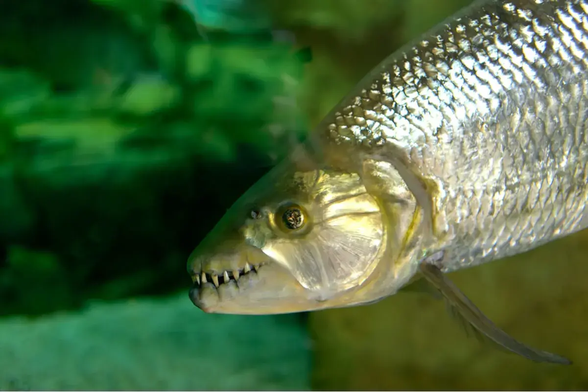 El pez tigre africano, con sus afilados dientes, nada en aguas verdes.