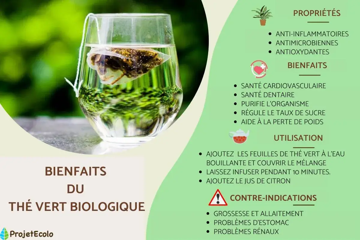 Un verre de thé vert biologique infusant, révélant ses vertus anti-inflammatoires, antimicrobiennes et antioxydantes pour une meilleure santé.