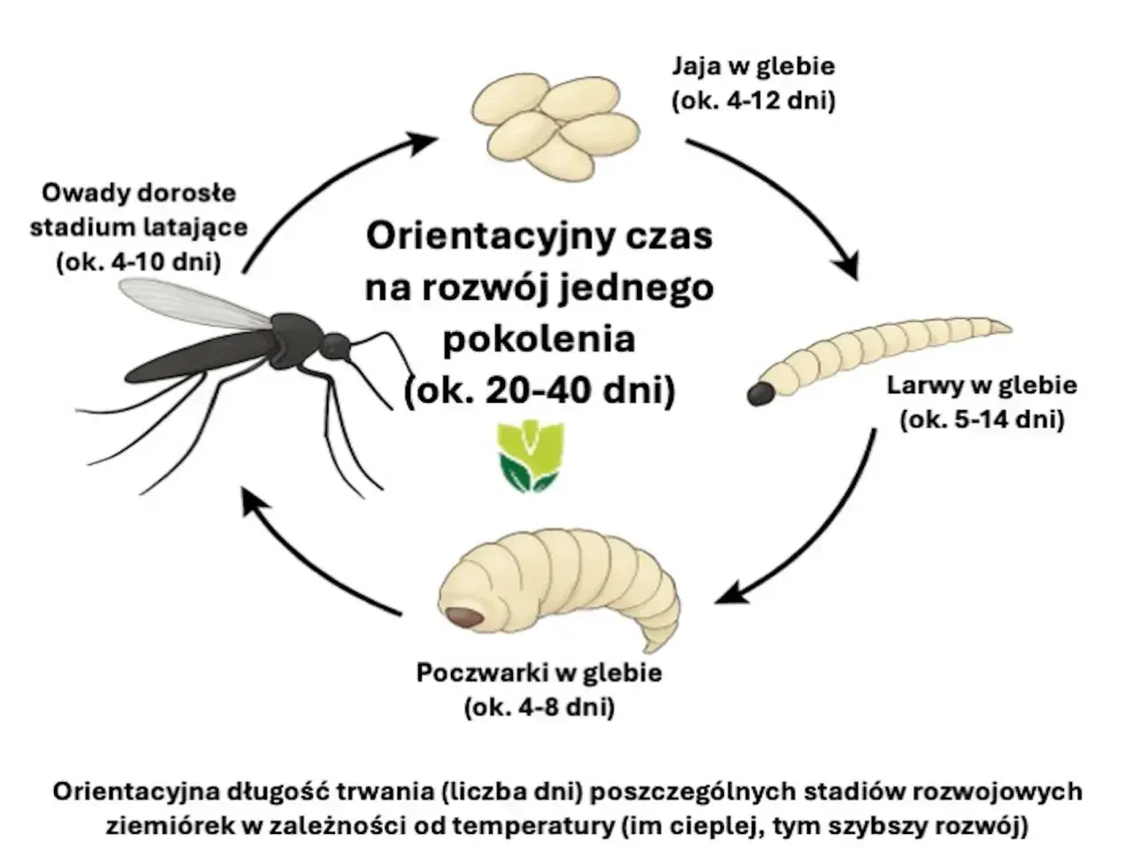 Cykl rozwojowy ziemiórek: jaja, larwy, poczwarki i owady latające. Zobacz, jak wyglądają ziemiórki na różnych etapach rozwoju.