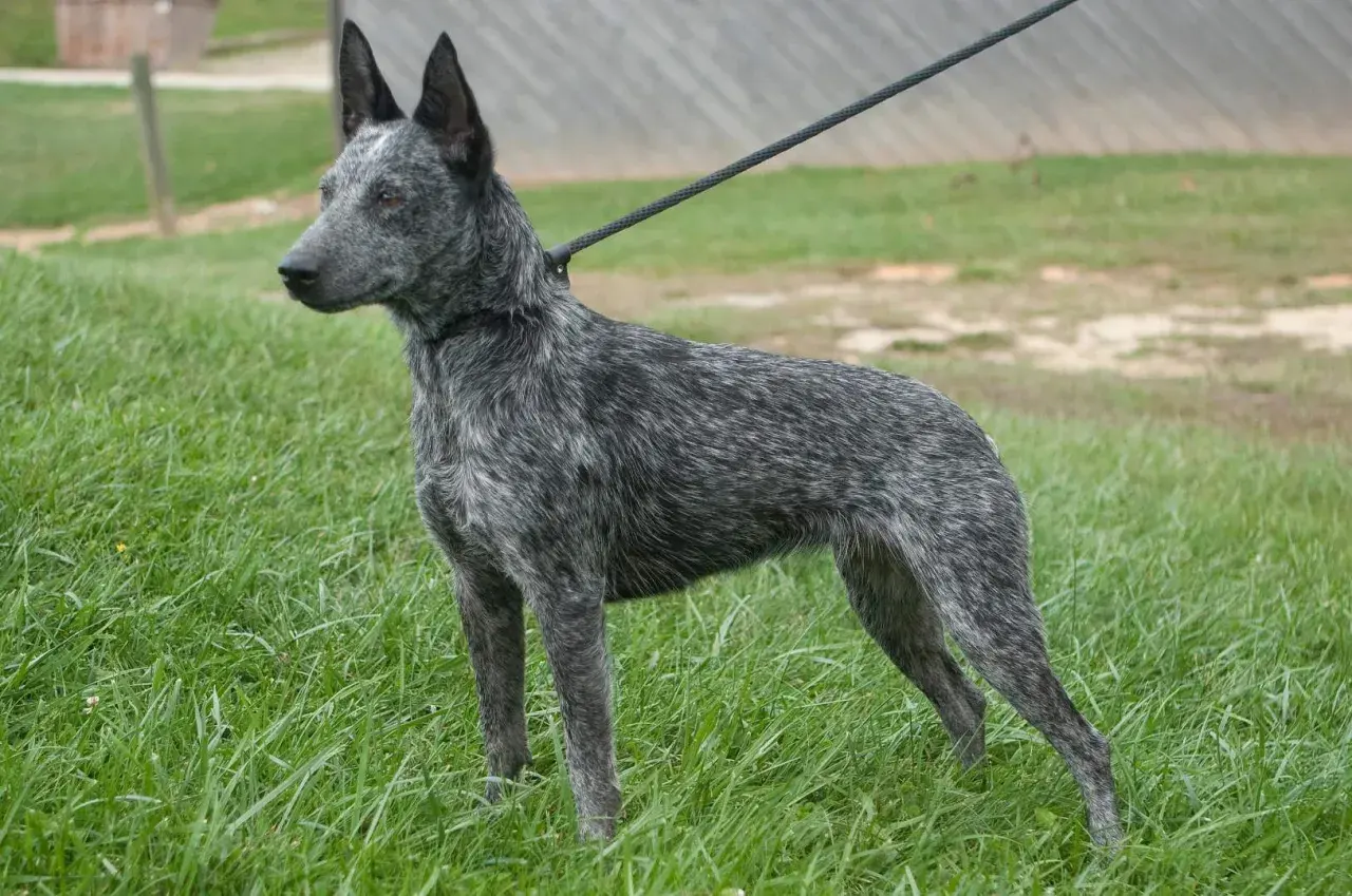 Piękny australian cattle dog na smyczy, gotowy do treningu. Zastanawiasz się nad australian cattle dog cena?