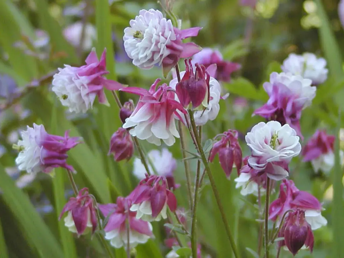 Zarte Akelei-Blüten in Rosa und Weiß, ideal für einen halbschattigen Standort im Garten.