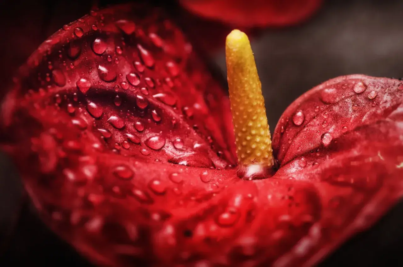 Gouttes de rosée sur un anthurium rouge éclatant, sa spathe veloutée et son spadice jaune vibrant capturés en gros plan.