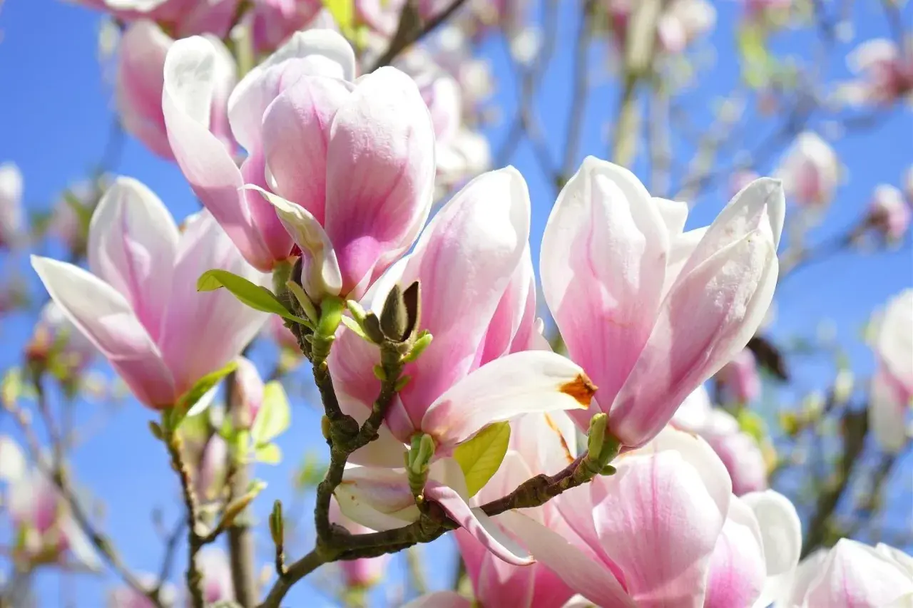 Piękne, różowo-białe kwiaty magnolii, różne odmiany kwitnące na tle błękitnego nieba.