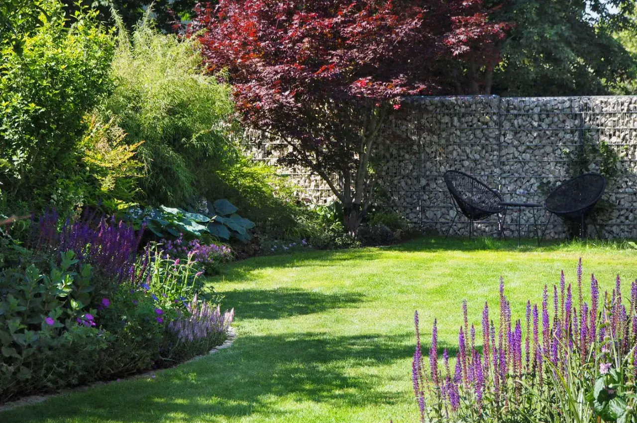 Grüner Rasen, lila Salbei und ein japanischer Ahorn – tolle rasenkante ideen für einen modernen Garten mit Gabionenwand.