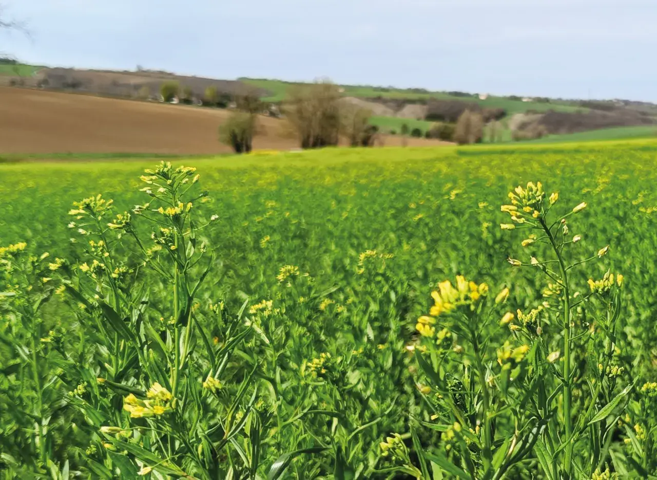 Champ de cameline en fleurs, paysage rural verdoyant sous un ciel bleu. La culture de cameline prospère.