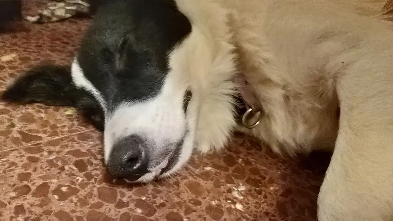 Ein süßer Hund schläft tief und fest. Man kann fast hören, wie der hund schnarcht, während er von Abenteuern träumt.