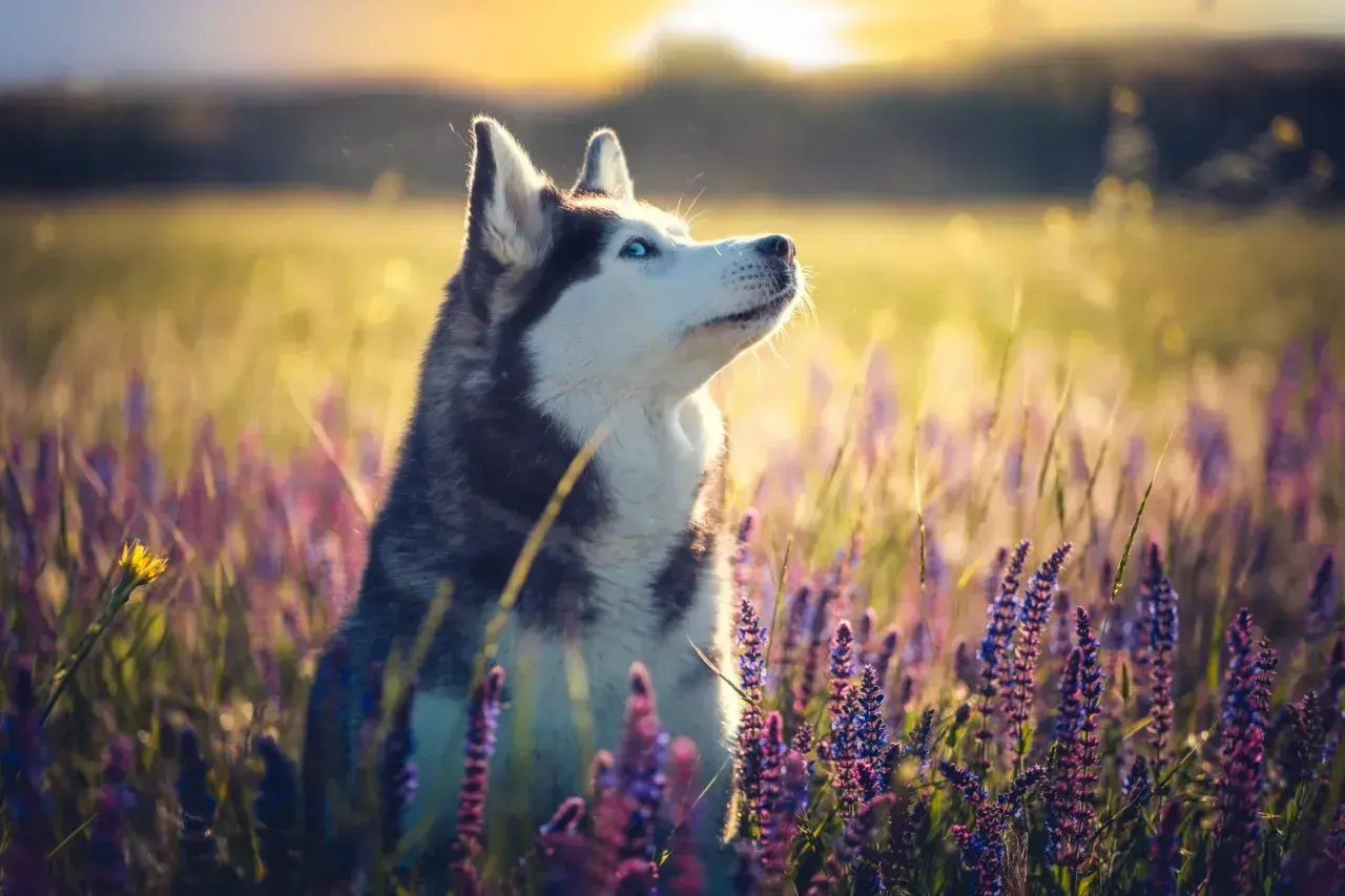 Piękny husky syberyjski w kwiecistej łące. Zastanawiasz się nad husky syberyjski cena?