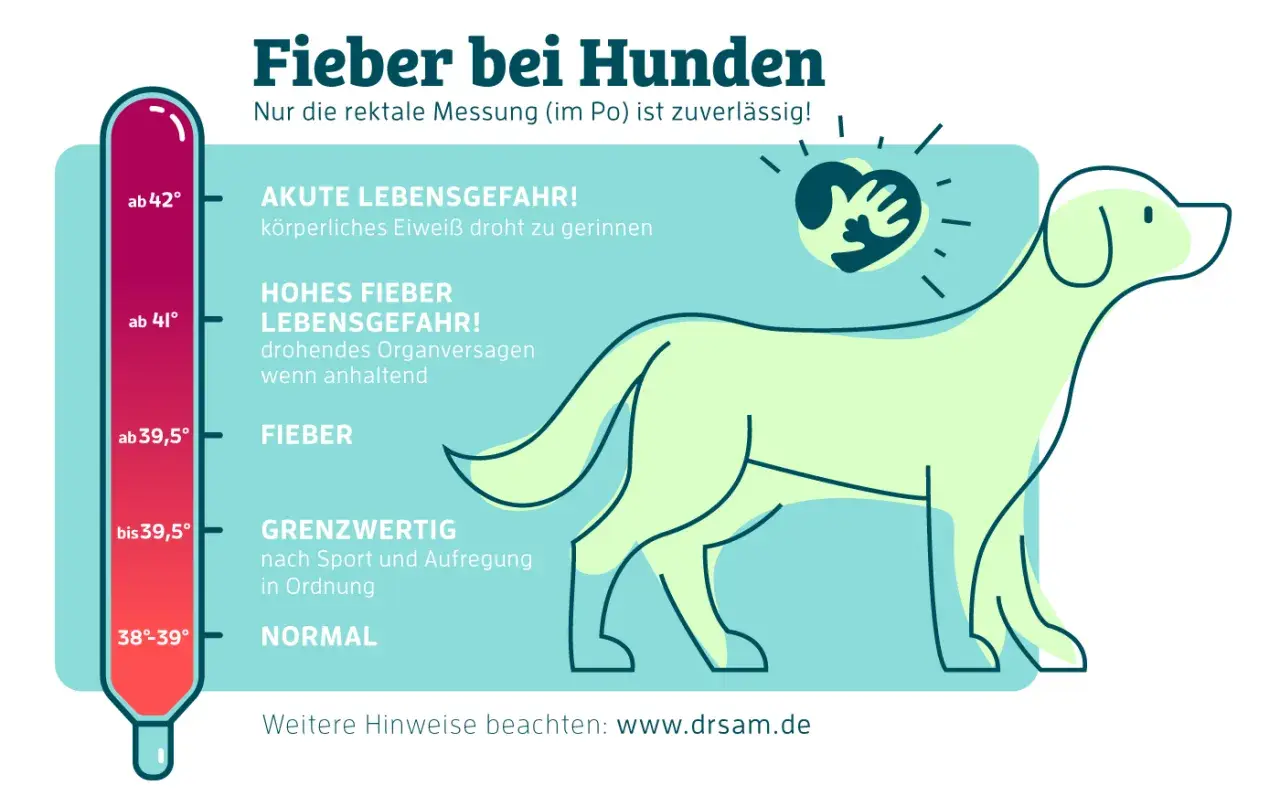 Thermometer zeigt Fieber bei Hunden: ab 39,5° Fieber, ab 41° Lebensgefahr. Symptome erkennen!