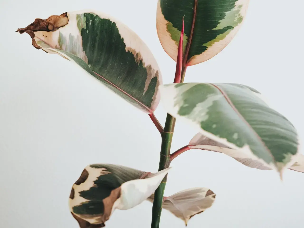 Fikus med variegerade blad. Vissa blad har bruna prickar och torra kanter, vilket tyder på att den behöver lite extra kärlek.