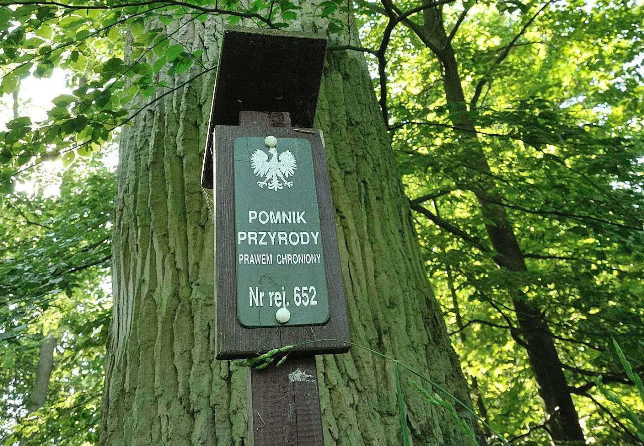 Tabliczka informuje, że to pomnik przyrody nr rej. 652. Stary, potężny dąb w lesie, chroniony prawem.