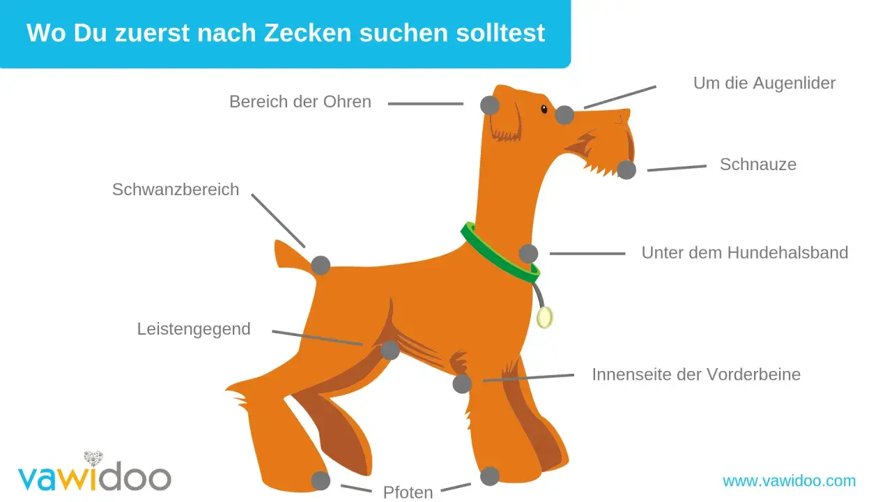 Illustration zeigt, wo man bei Hunden nach Zecken suchen sollte: Ohren, Schnauze, Augenlider, Halsband, Leisten, Schwanz, Beine, Pfoten. Zeckenzeit Hunde.
