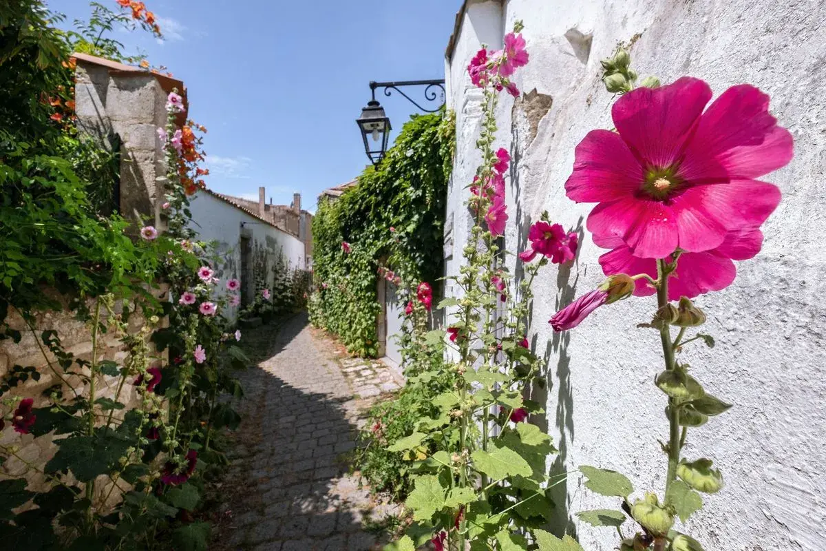 Un sentier pavé bordé de roses trémières roses et fuchsia, grimpant sur des murs blancs et une végétation luxuriante. Le danger de la rose trémière réside dans sa fragilité face aux intempéries.