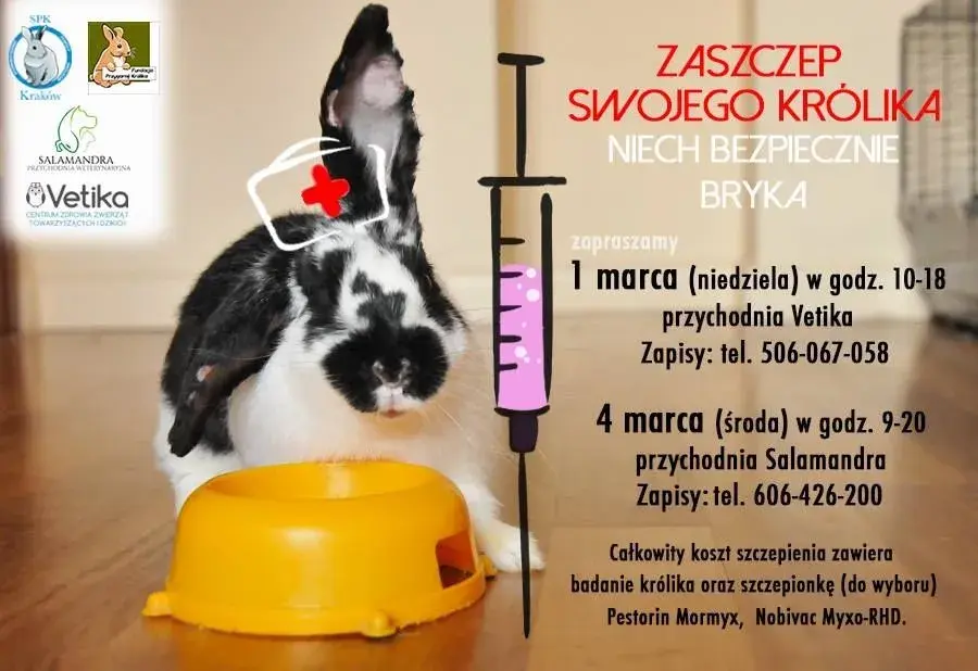 Ile kosztuje wizyta u weterynarza z królikiem? Sprawdź ceny i oszczędzaj