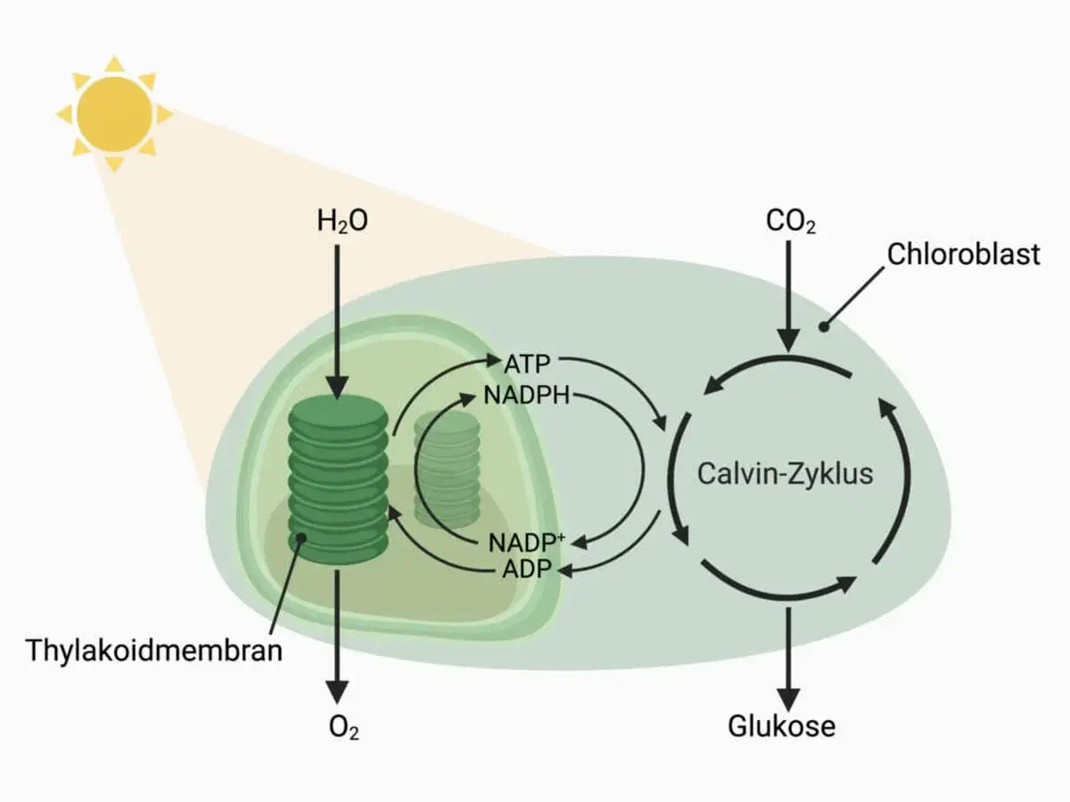 Schema des fotosynthese ablauf: Sonnenlicht, H₂O und CO₂ werden in einem Chloroplasten zu Glukose umgewandelt. O₂ wird freigesetzt.