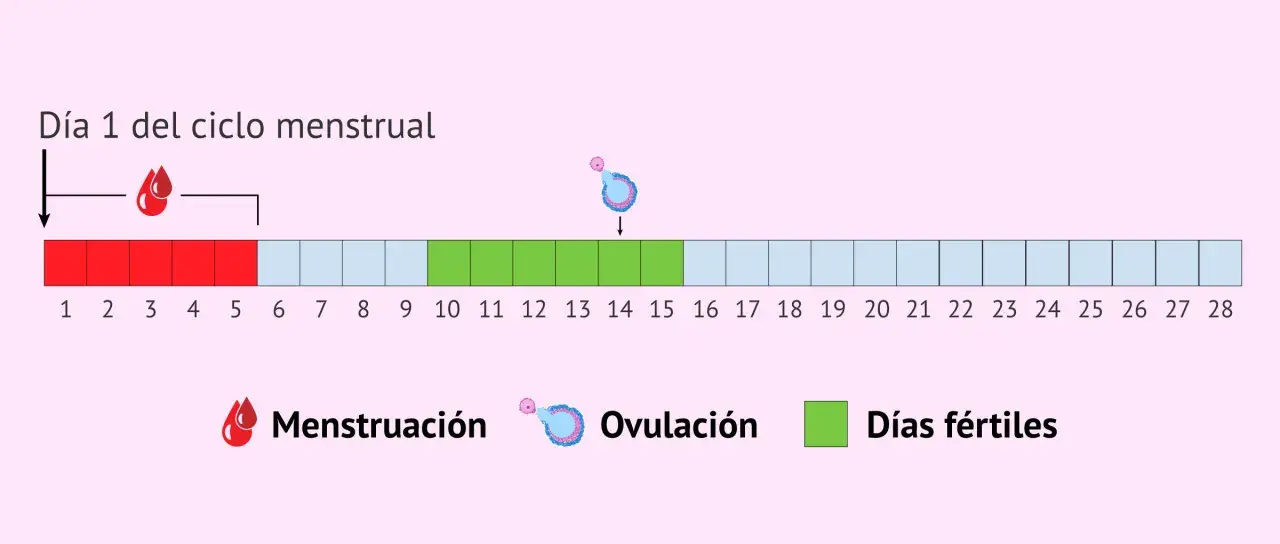 Diagrama del ciclo menstrual: días de menstruación (rojo), ovulación (rosa) y días fértiles (verde) para ayudarte a quedarte embarazada.