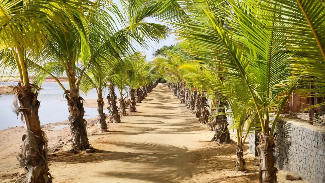 Aleja palm na plaży, idealna na październikowe wakacje na Wyspach Zielonego Przylądka. Słoneczna pogoda i szum oceanu.