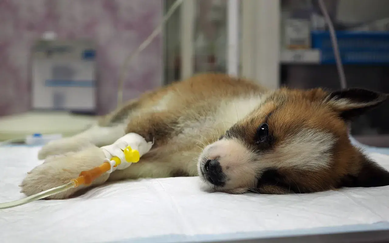 Ein krankes Hundebaby mit Parvovirus liegt mit Infusion.