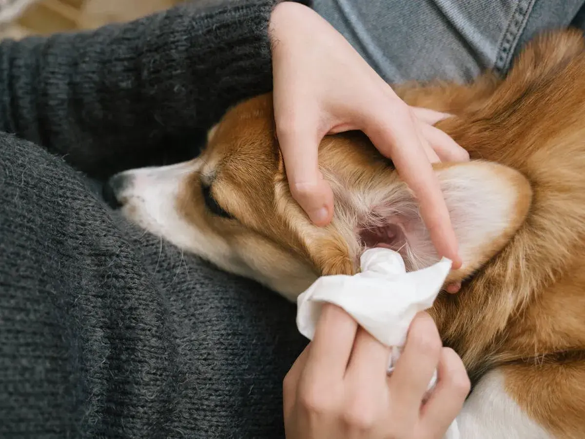Persona cuida de su perro, limpiando sus orejas con una toallita.