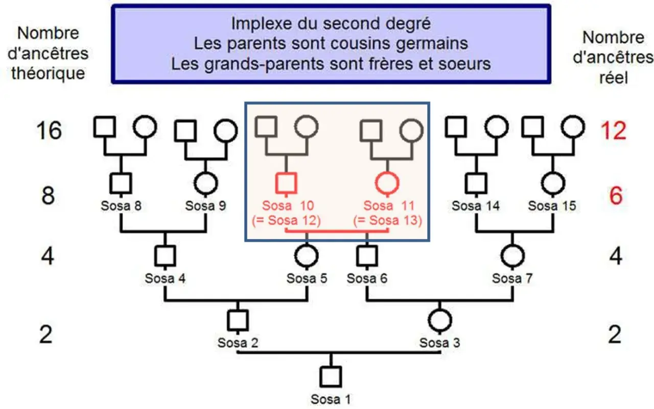 Arbre généalogique montrant un implexe du second degré, où les parents sont cousins germains. Les archives 47 état civil pourraient documenter de telles unions.
