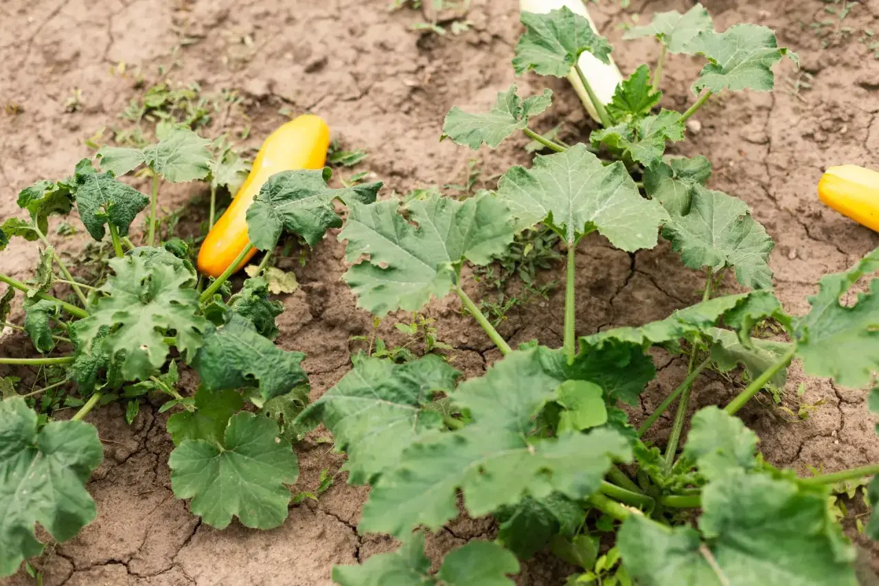 Zucchine gialle e verdi crescono nel terreno arido, alcune con macchie scure sulle foglie.