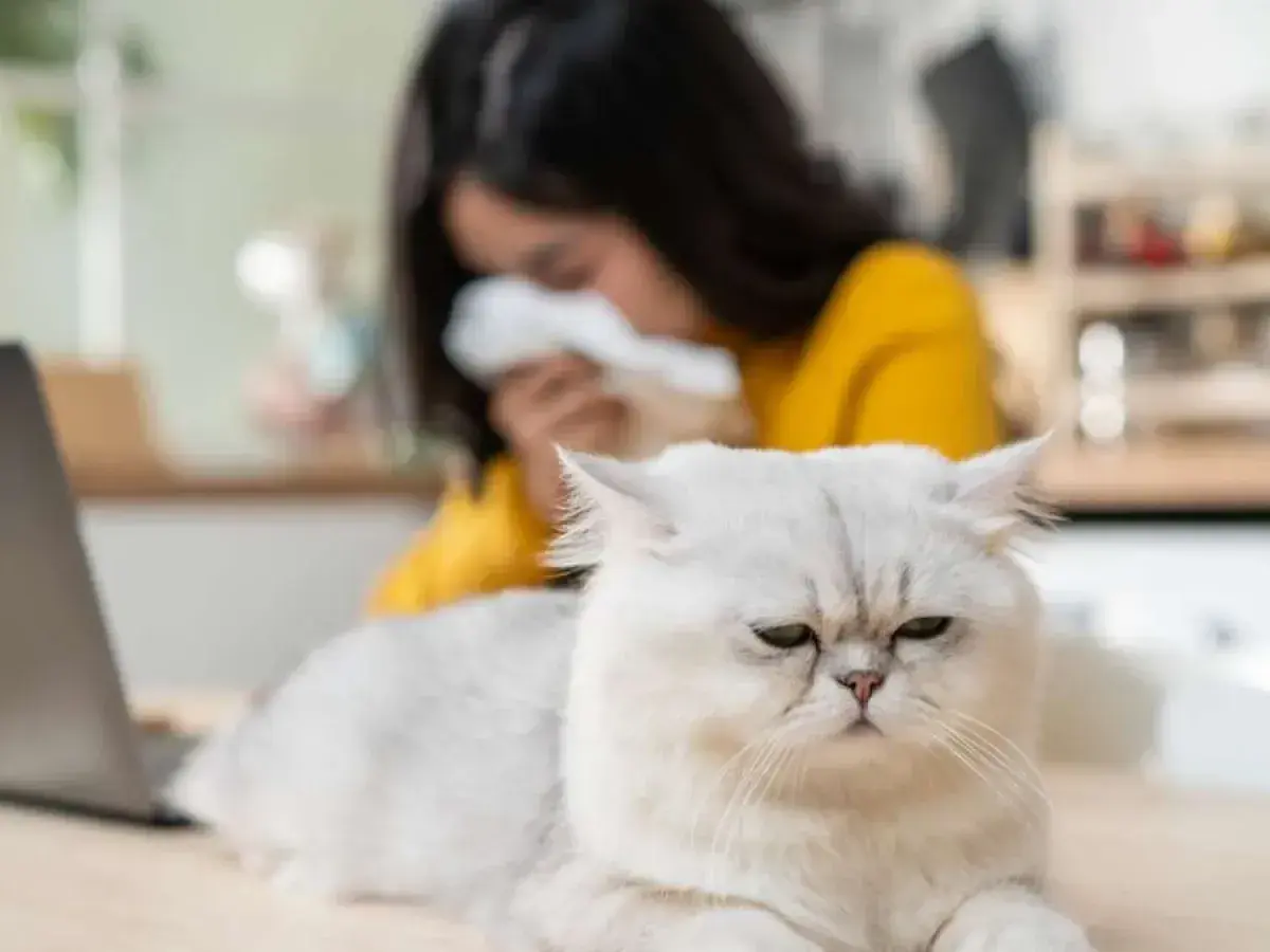 Gato blanco con cara de enfado, mientras una persona en el fondo estornuda, sufriendo de alergia al pelo de gato.
