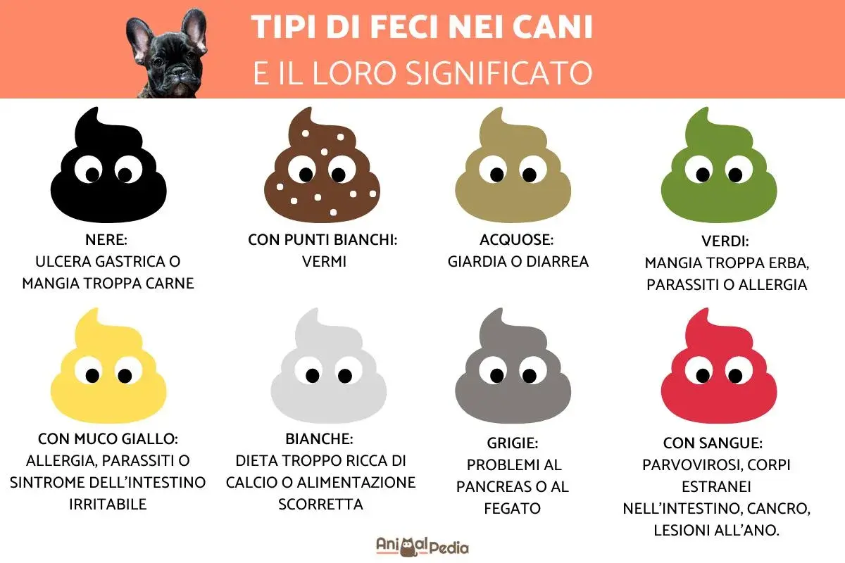Guida illustrata sui tipi di feci nei cani e il loro significato. Colori diversi indicano problemi di salute, da vermi a ulcere.