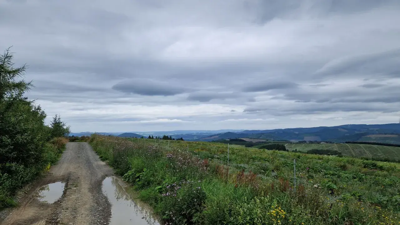Schlammiger Weg mit Pfützen, blühende Wiesen und sanfte Hügel im Hintergrund. Perfekt für eine Wanderung auf dem Rothaarsteig, wie auf Komoot geplant.