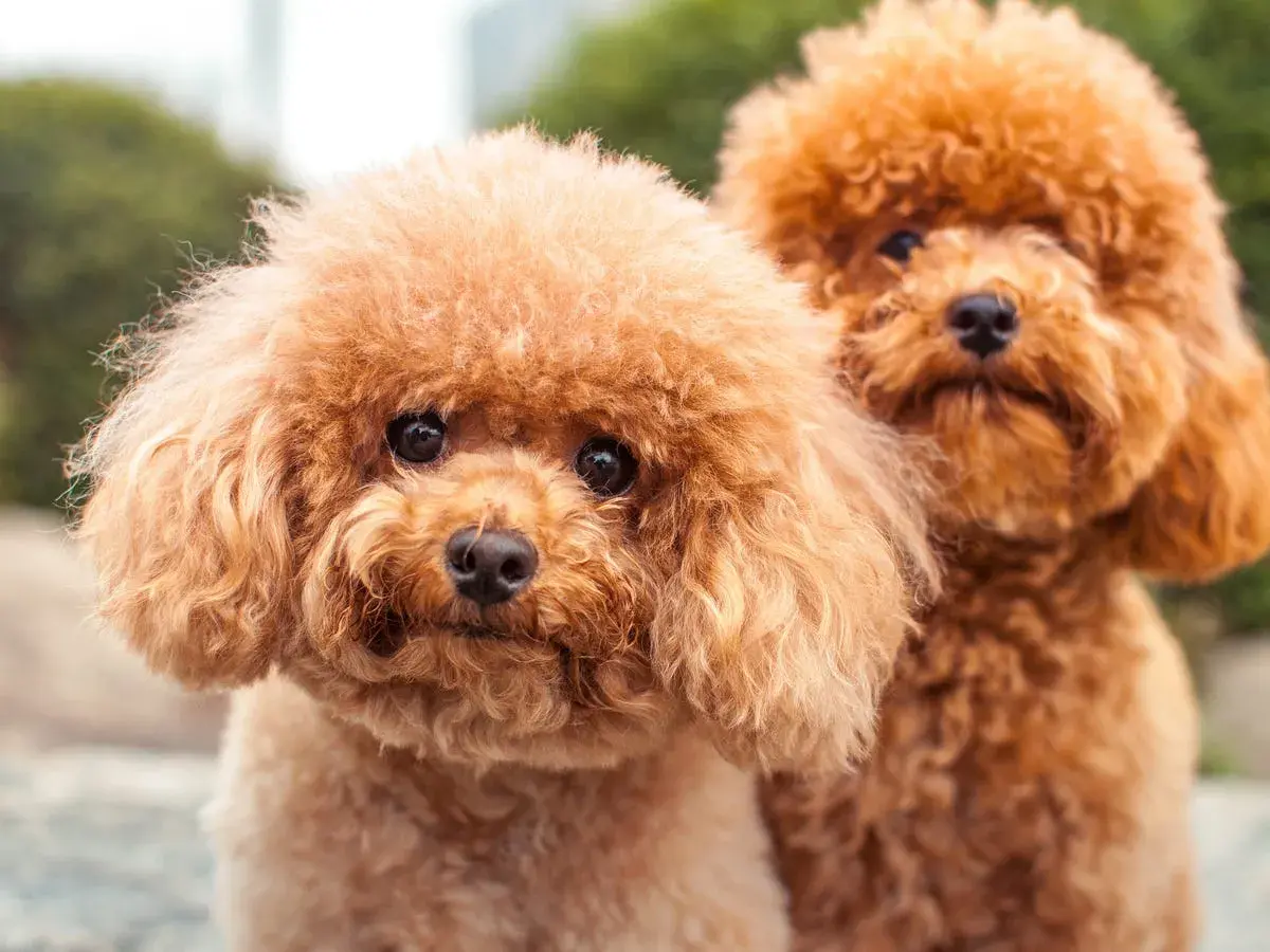 Dos adorables perros caniche de color caramelo, con sus pelajes rizados y miradas curiosas, posan juntos al aire libre.