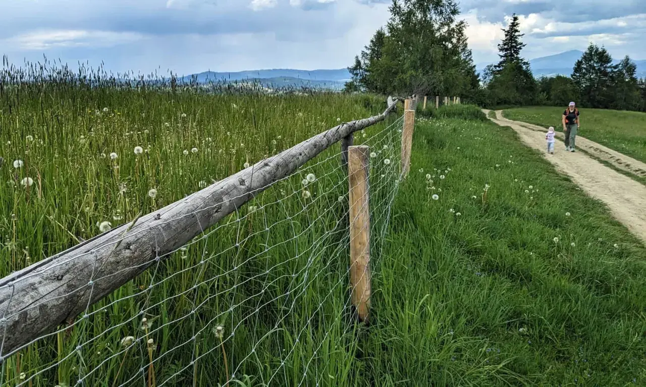 Spacerując po maciejowa szlak, podziwiamy łąkę pełną dmuchawców i malowniczy, drewniany płot.