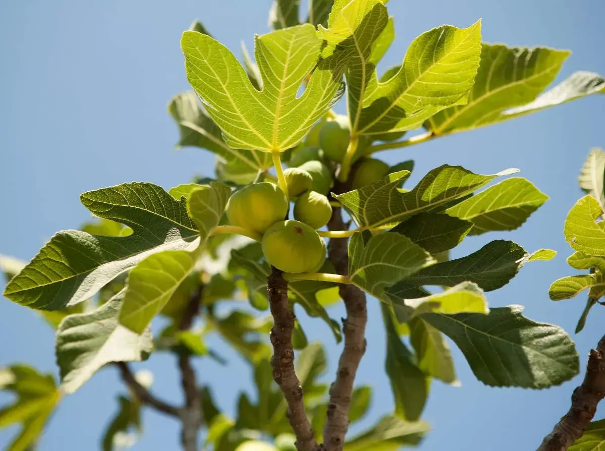Un figuier arbre porte des figues vertes sous un ciel bleu. Ses grandes feuilles vertes sont illuminées par le soleil.