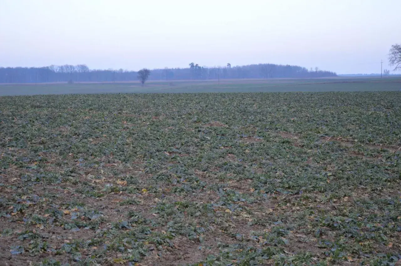 Pole z młodym rzepakiem, który nie jest zbożem. W tle las i zachmurzone niebo.