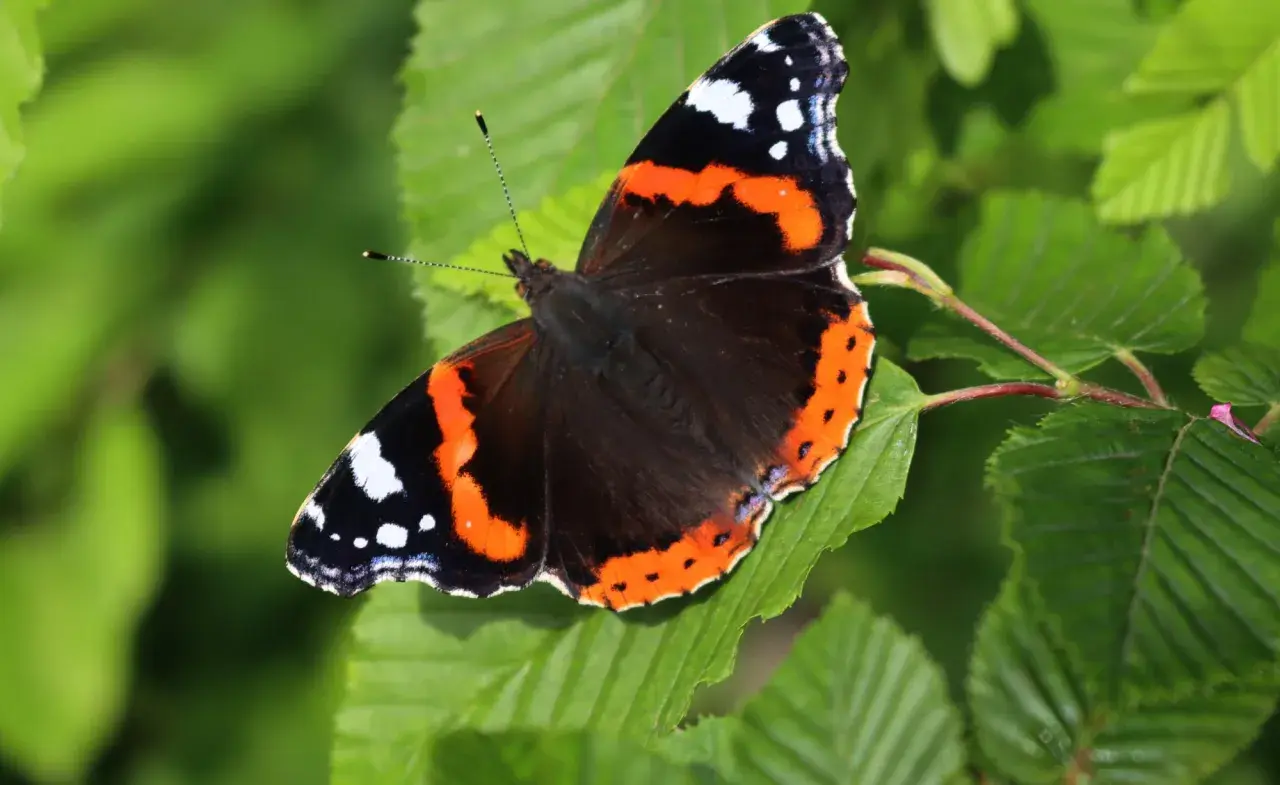 Ein Admiral Schmetterling ruht auf einem grünen Blatt, seine Flügel zeigen leuchtendes Orange, Schwarz und Weiß.