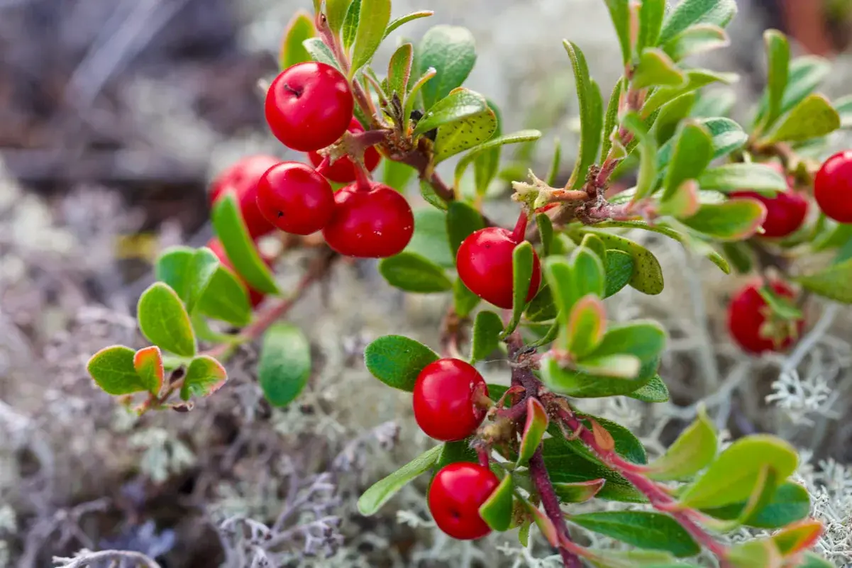 Grappoli di bacche rosse brillanti di uva ursina su un ramo verde, con muschio sullo sfondo.
