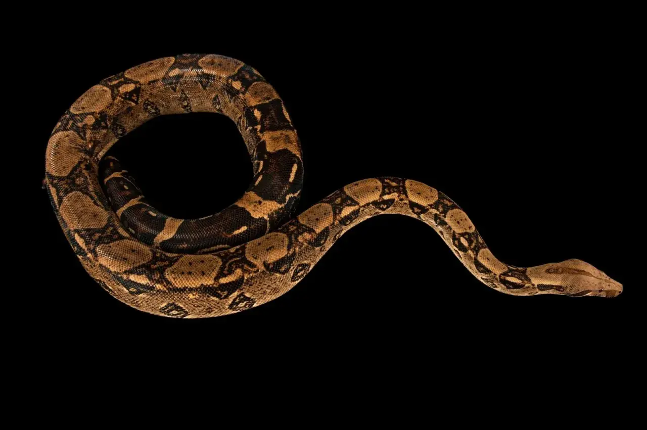 Una boa constrictor amarilla, con su cuerpo enroscado y patrones marrones, se desliza sobre fondo negro.