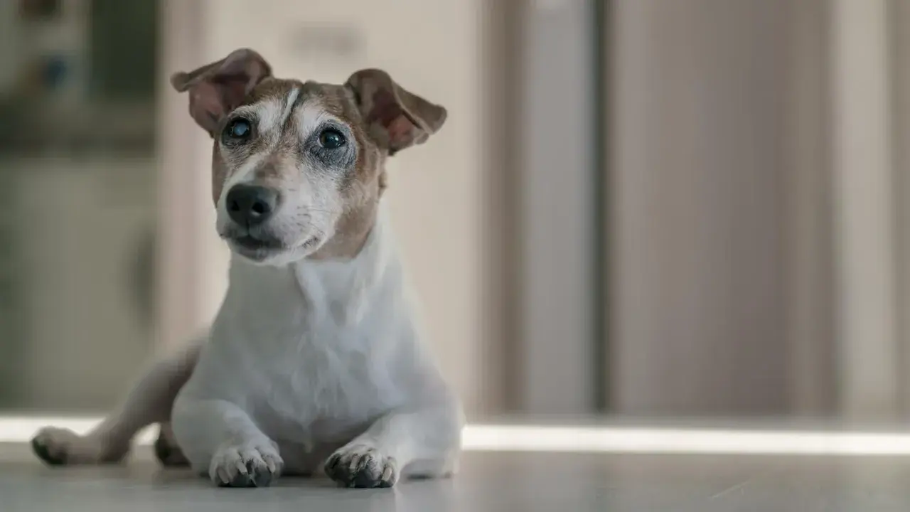 Ein älterer Jack Russell Terrier liegt entspannt auf dem Boden. Wie alt werden Jack Russell Terrier? Sie können bis zu 15 Jahre alt werden.