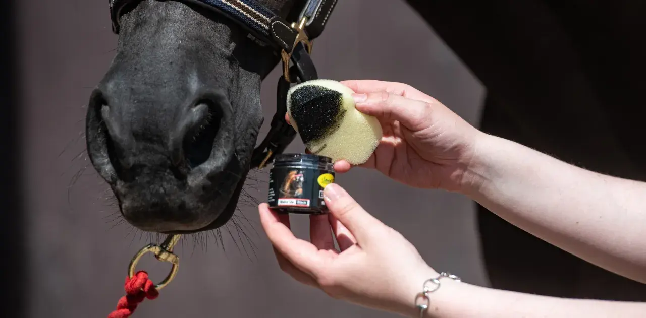 Ein schwarzes Pferd wird mit einem Schwamm und schwarzer Farbe für das Kinderschminken vorbereitet.