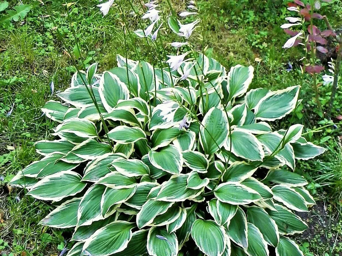 Ein Hosta-Strauch mit grün-weißen Blättern und zarten lila Blüten. Ein schöner funkien standort im Garten.