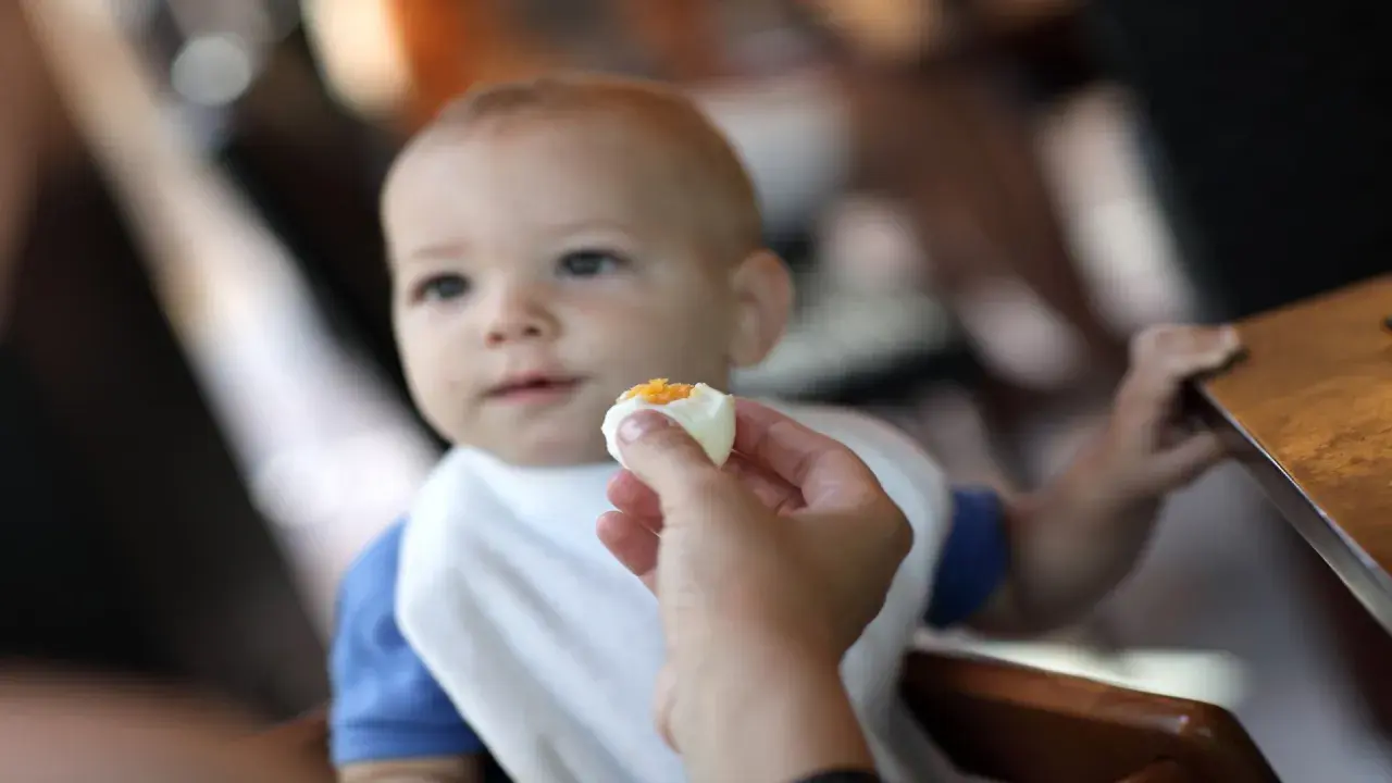 Un bébé d'un certain âge découvre le goût d'un œuf.